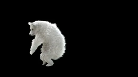 Bear Dancing, With Alpha Matte. Stock Footage 149309557