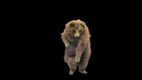 Bear Dancing, With Alpha Matte. Stock Footage 149309561
