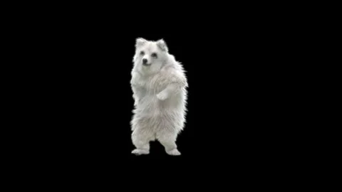 Bear Dancing, With Alpha Matte. Stock Footage 149511640