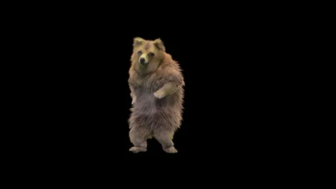 Bear Dancing, With Alpha Matte. Stock Footage 149511652