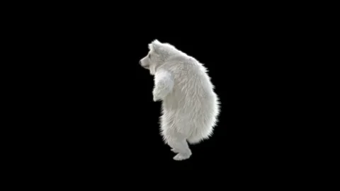 Bear Dancing, With Alpha Matte. Stock Footage 149511662