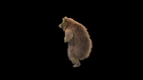 Bear Dancing, With Alpha Matte. Stock Footage 149511666
