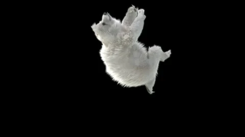 Bear Dancing, With Alpha Matte. Stock Footage 149606427