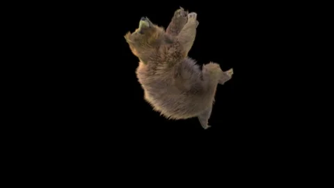 Bear Dancing, With Alpha Matte. Stock Footage 149606484