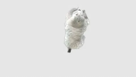 Bear Dancing, With Alpha Matte. Stock Footage 149606904