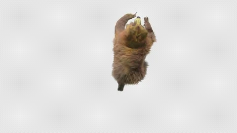 Bear Dancing, With Alpha Matte. Stock Footage 149606925