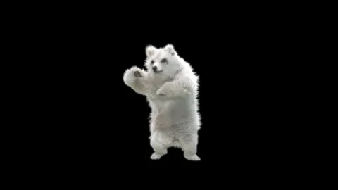 Bear Dancing, With Alpha Matte. Stock Footage 149690389
