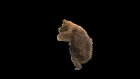 Bear Dancing, With Alpha Matte. Stock Footage 149690398