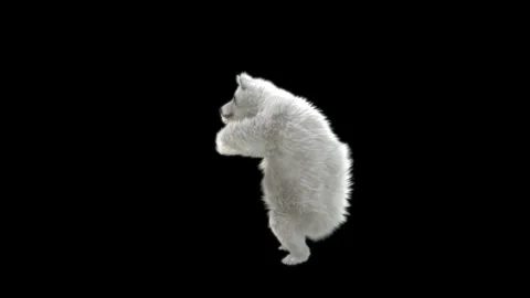 Bear Dancing, With Alpha Matte. Stock Footage 149690402