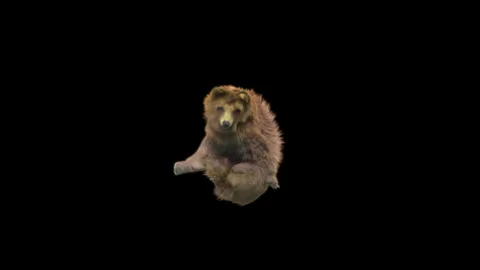 Bear Dancing, With Alpha Matte. Stock Footage 149772943