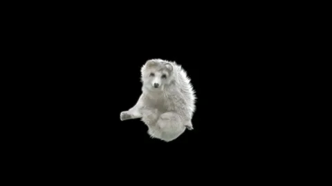 Bear Dancing, With Alpha Matte. Stock Footage 149772946