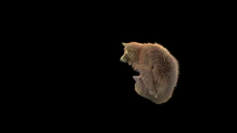 Bear Dancing, With Alpha Matte. Stock Footage 149772963
