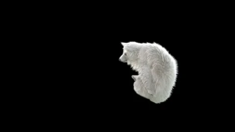 Bear Dancing, With Alpha Matte. Stock Footage 149772965