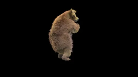 Bear Dancing, With Alpha Matte. Stock Footage 149844872