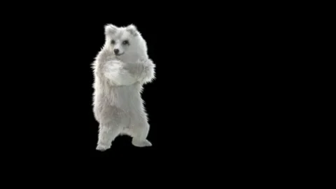 Bear Dancing, With Alpha Matte. Stock Footage 149844877