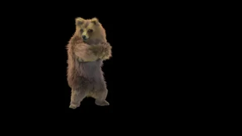 Bear Dancing, With Alpha Matte. Stock Footage 149844878