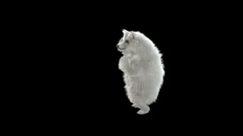 Bear Dancing, With Alpha Matte. Stock Footage 150063810