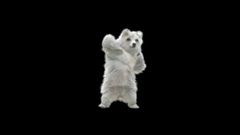 Bear Dancing, With Alpha Matte. Stock Footage 150063958