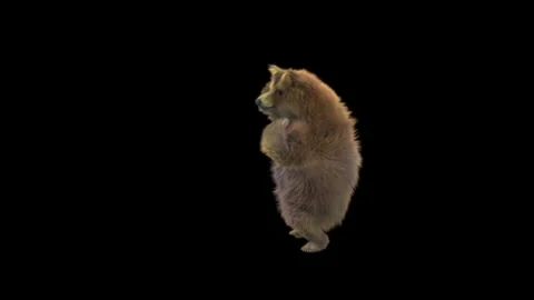 Bear Dancing, With Alpha Matte. Stock Footage 150063964