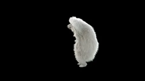 Bear Dancing, With Alpha Matte. Stock Footage 150064801