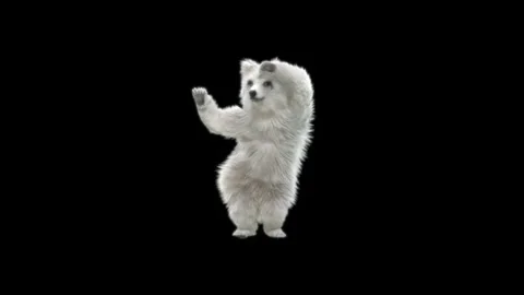 Bear Dancing, With Alpha Matte. Stock Footage 150064807