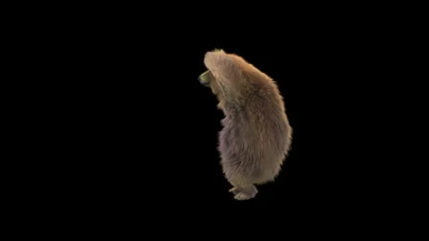 Bear Dancing, With Alpha Matte. Stock Footage 150064992