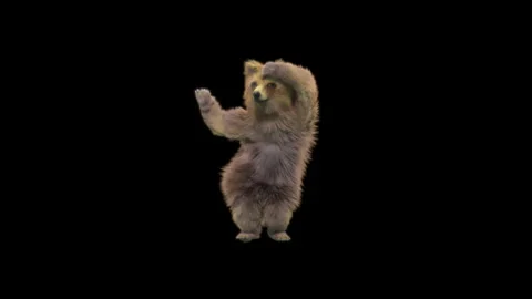 Bear Dancing, With Alpha Matte. Stock Footage 150065002