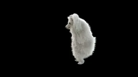 Bear Dancing, With Alpha Matte. Stock Footage 150111375