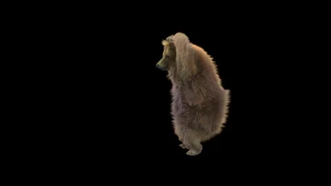 Bear Dancing, With Alpha Matte. Stock Footage 150111386