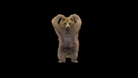 Bear Dancing, With Alpha Matte. Stock Footage 150111394
