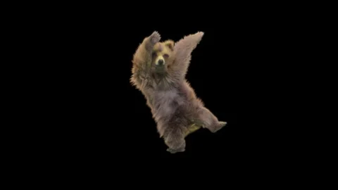 Bear Dancing, With Alpha Matte. Stock Footage 150174900