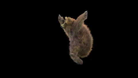 Bear Dancing, With Alpha Matte. Stock Footage 150174914