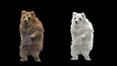 Bear Dancing, With Alpha Matte. 動画素材 157287485