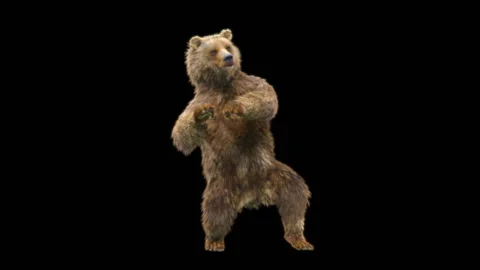 Bear Dancing, With Alpha Matte. Stock Footage 255448771