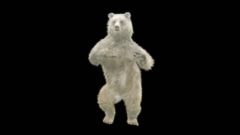 Bear Dancing, With Alpha Matte. Видео 255731044