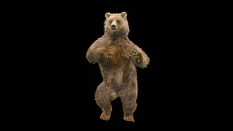 Bear Dancing, With Alpha Matte. Stock Footage 255731050