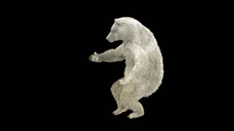 Bear Dancing, With Alpha Matte. Stock Footage 256921952