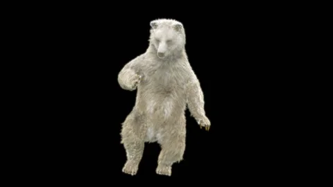 Bear Dancing, With Alpha Matte. 库存影片 256921955