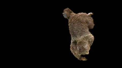 Bear Dancing, With Alpha Matte. Stock Footage 257239075