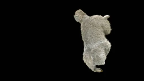 Bear Dancing, With Alpha Matte. Stock Footage 257239078