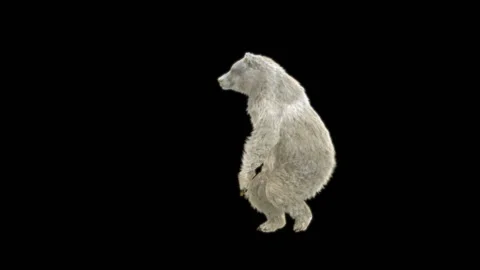 Bear Dancing, With Alpha Matte. Видео 257695364