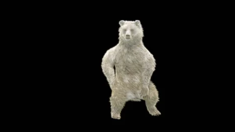 Bear Dancing, With Alpha Matte. Stock Footage 257695369