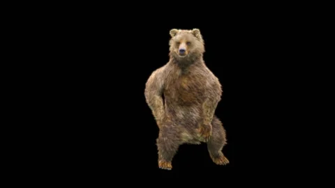 Bear Dancing, With Alpha Matte. 库存影片 257695389