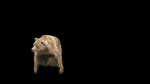 Bear Dancing, With Alpha Matte. Stock Footage 257695402