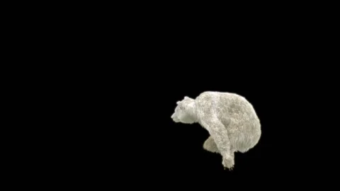 Bear Dancing, With Alpha Matte. 動画素材 257695430