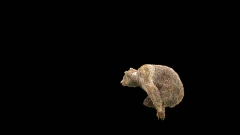 Bear Dancing, With Alpha Matte. 库存影片 257695432