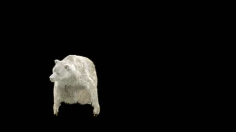 Bear Dancing, With Alpha Matte. Stock Footage 257695435