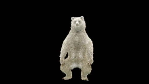 Bear Dancing, With Alpha Matte. Stock Footage 258141438
