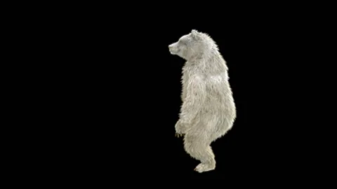 Bear Dancing, With Alpha Matte. Stock Footage 258141489
