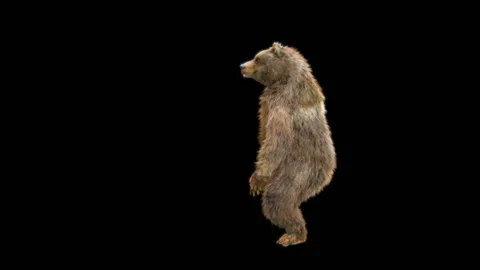 Bear Dancing, With Alpha Matte. Stock Footage 258141494